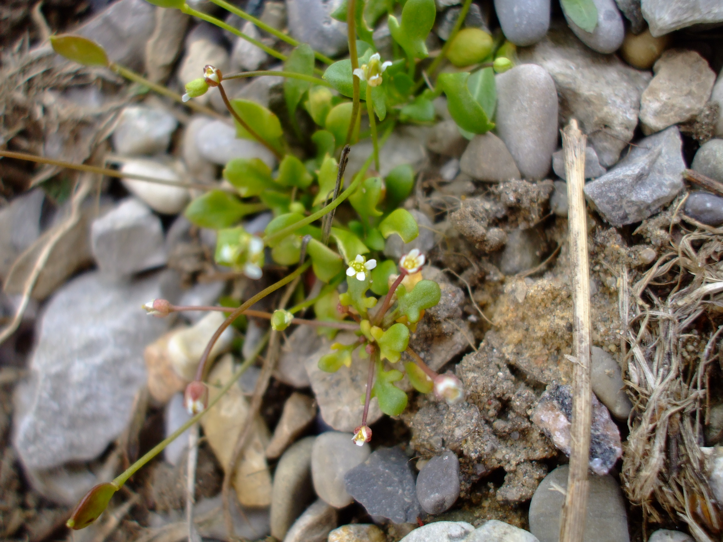 Idahoa scapigera
